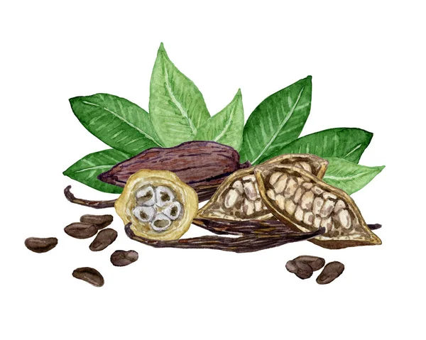 Fave Cacao Foglie Con Bastoncini Vaniglia Una Composizione Disegnata Mano — Foto Stock