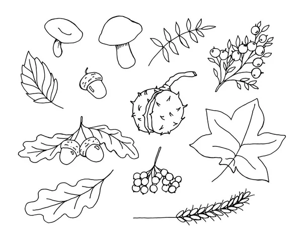 Herbstgeschenke des Waldvektors Doodles Set — Stockvektor