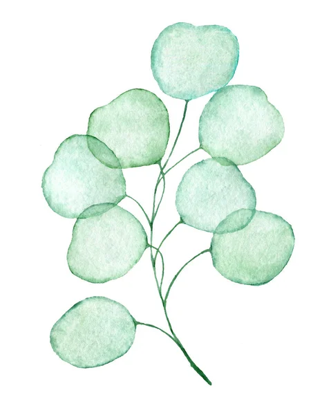 Genomskinlig eukalyptus kvist dras akvarell klipp konst — Stockfoto