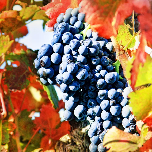 Harvesting grapes : black grapes and colorful leaves — Stock Photo, Image