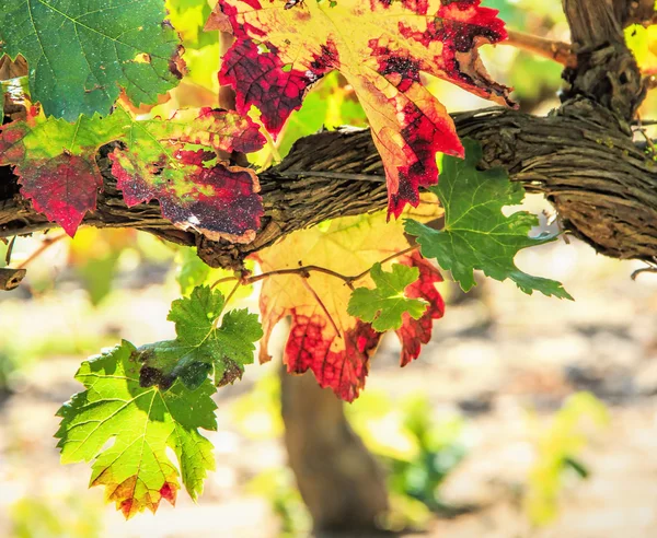 Cosecha de uvas — Foto de Stock