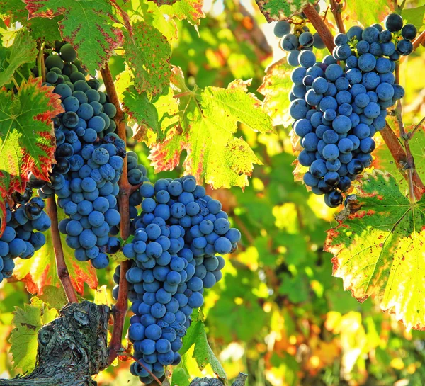 Harvesting grapes — Stock Photo, Image