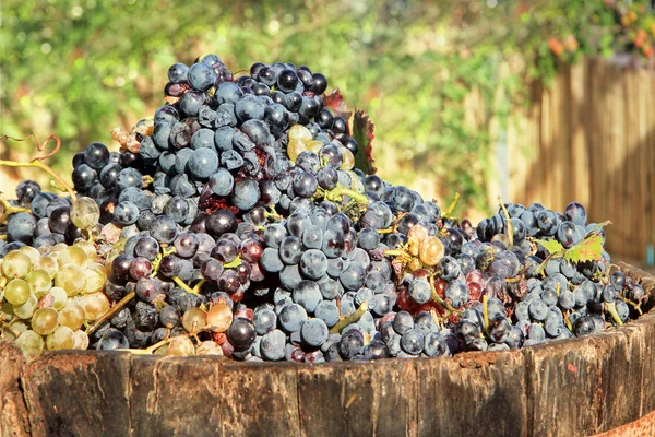 Cosecha de uvas — Foto de Stock