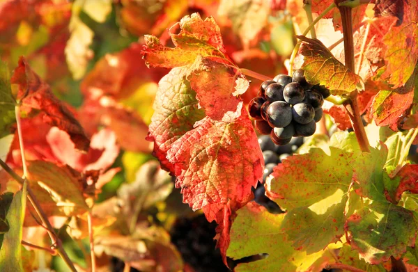 Cosecha de uvas — Foto de Stock