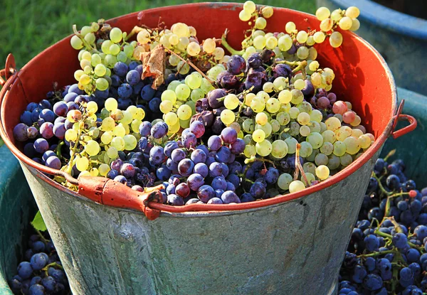 Harvesting grapes — Stock Photo, Image