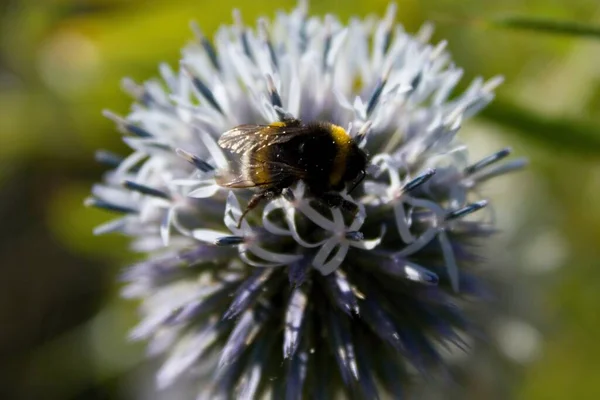 Bienen Auf Polen Von Echinops Ritro Echinops Ritro Die Südliche — Stockfoto