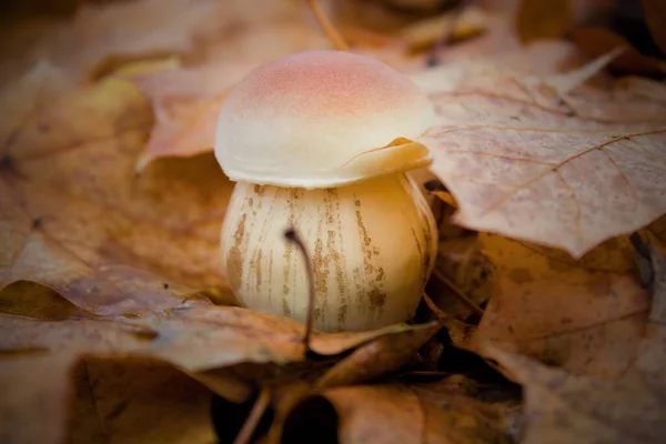 Съедобный Гриб Boletus Edulis Опавшем Порее — стоковое фото