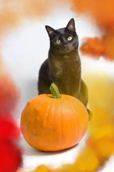 Czarny Kot Zielonymi Oczami Siedzący Dynią Żółtym Czerwonym Pomarańczowym Dymie — Zdjęcie stockowe