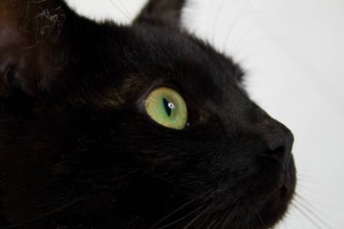 Yeşil gözlü kara bir kedinin ayrıntıları.