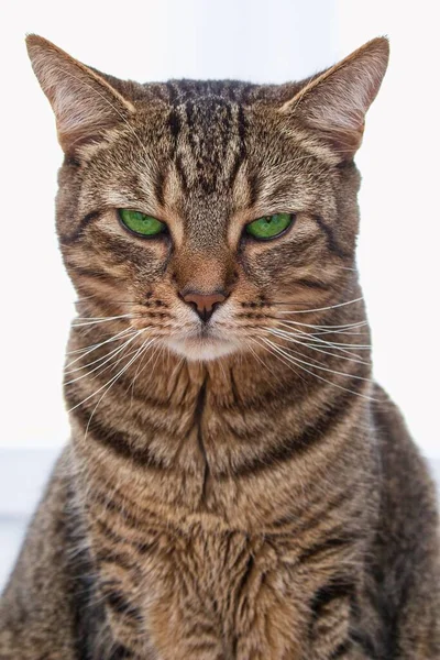 Yeşil gözlü tekir kedi beyaz arka planda izole edilmiş.