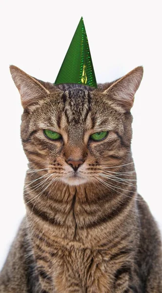 Bored Tabby Cat Party Hat His Head Sitting Front White — Stock Photo, Image