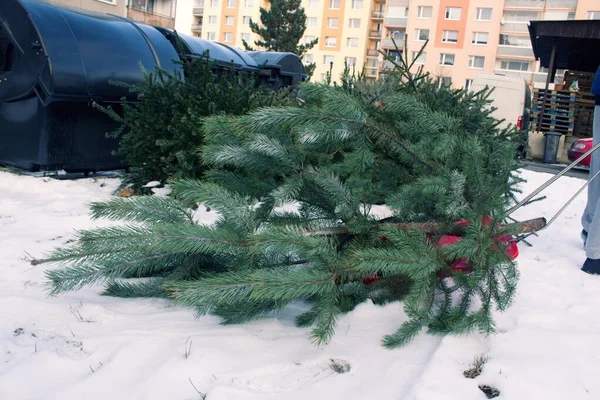 Yaşlı Noel ağaçları toplanmak için bekliyor. Hayvanat bahçesi hayvanları için kullanılacaktır. Filler ya da ısıtma tesisinde yakıt olarak. Bir adam eski bir Noel ağacını çöpe atmak için plastik bir kızakla fırlatır..