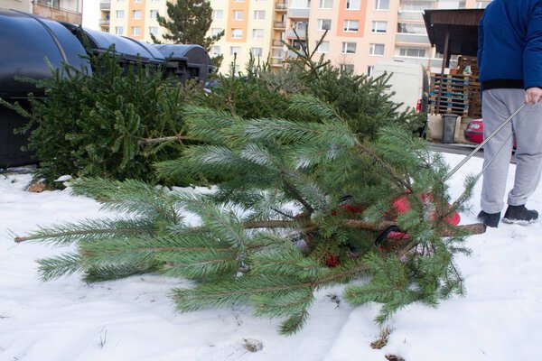 Old Christmas trees are waiting in a pile for pickup. They will be used for zoo animals e.g. elephants or as fuel in a heating plant.A man throws an old Christmas tree, which he brought on a plastic sleigh to waste containers.