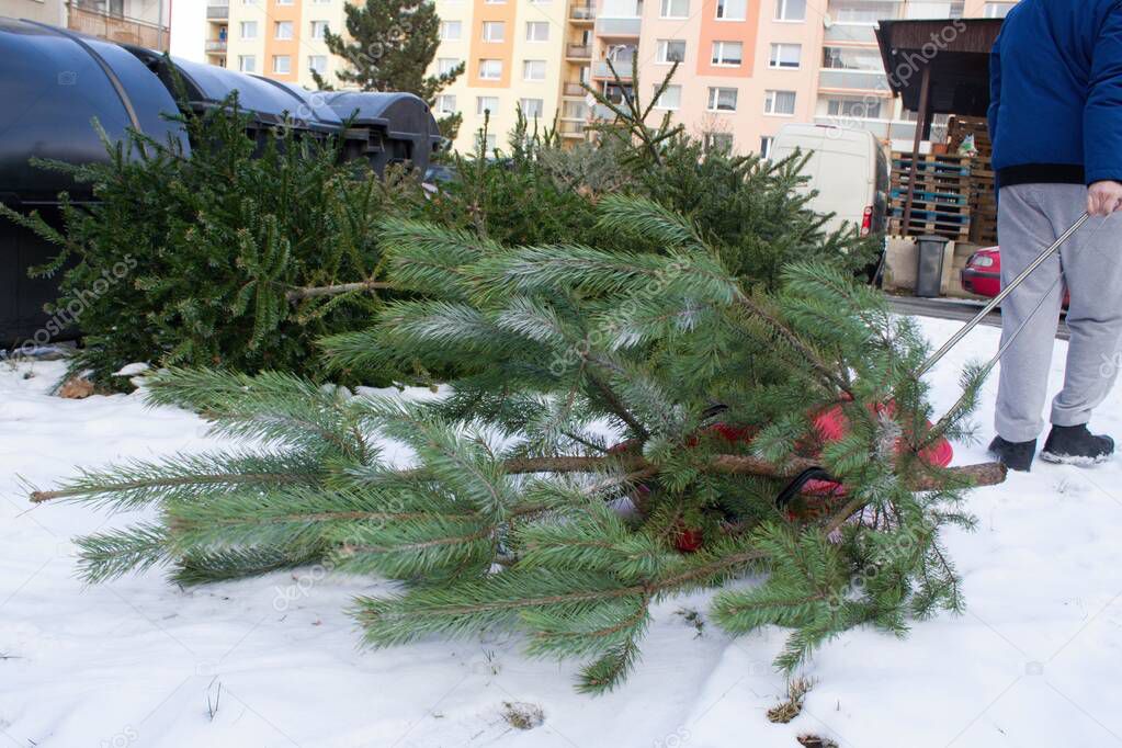 Old Christmas trees are waiting in a pile for pickup. They will be used for zoo animals e.g. elephants or as fuel in a heating plant.A man throws an old Christmas tree, which he brought on a plastic sleigh to waste containers.