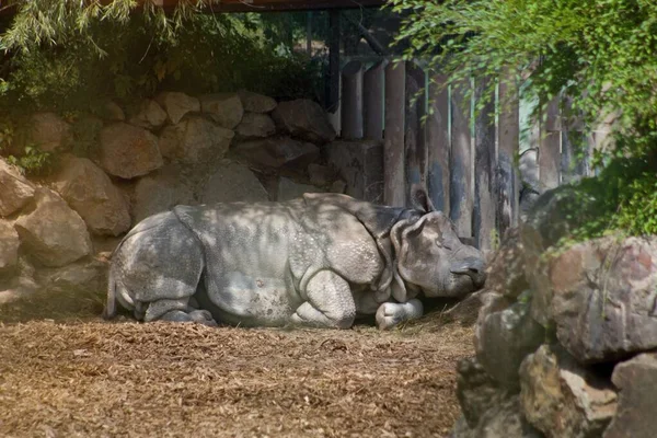 The One horned rhinoceros lies and sleeps in the shade under the trees.The One horned rhinoceros Rhinoceros unicornis, also called the Indian rhino, greater one-horned rhinoceros