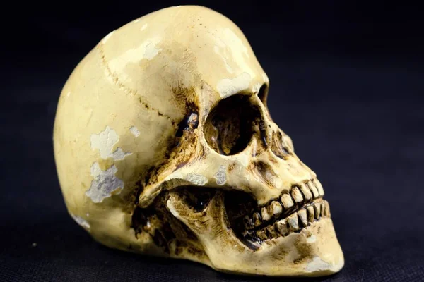 Old human white skull including teeth. This is a human skull. Finding a human skeleton.