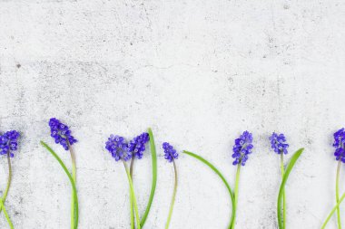 Beton zemin üzerinde yaprak olan mavi muscari..