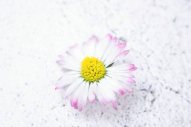 Hafif arka planda beyaz bir papatya çiçeği