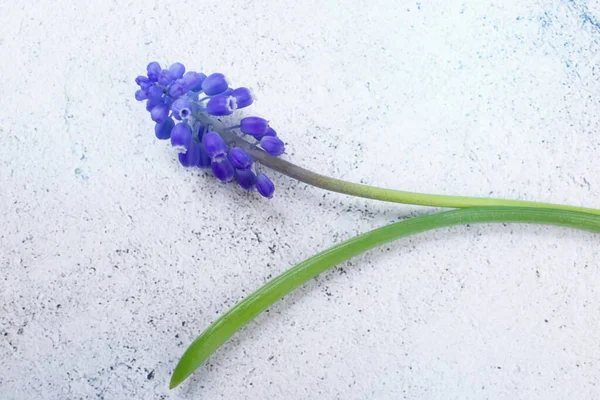 Eski arkaplanda yaprak olan mavi bir muscari..