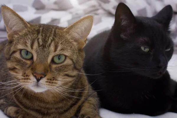 Czarno Pręgowany Kot Leży Obok Siebie Dwa Zwierzaki Odpoczywają Udomowione — Zdjęcie stockowe