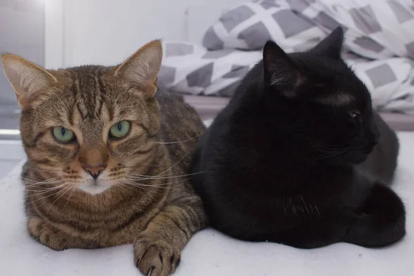 Czarno Pręgowany Kot Leży Obok Siebie Dwa Zwierzaki Odpoczywają Udomowione — Zdjęcie stockowe