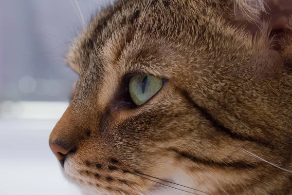 Zbliżenie Twarzy Kota Zielonymi Oczami Kot Brązowym Futrem Ciemnym Rysunkiem — Zdjęcie stockowe