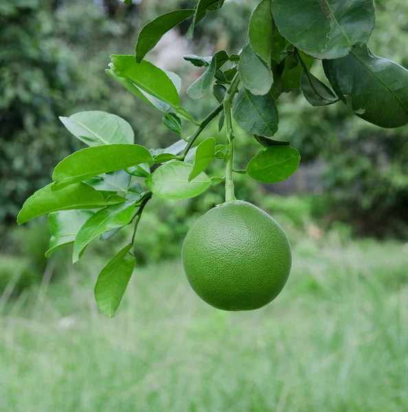 Pomelo på trädet — Stockfoto