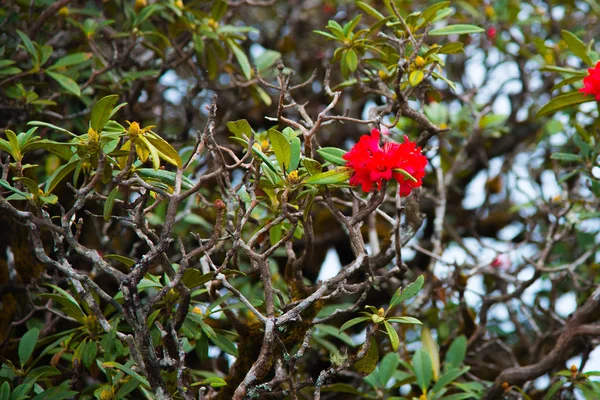 Rododendro microphyton o Laliguras. il fiore nazionale di Ne — Foto Stock