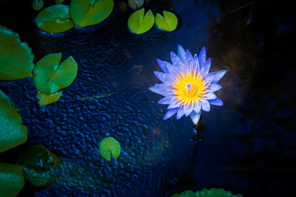Красива квітка лотоса у воді серед листя лотоса — стокове фото