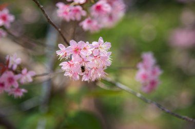 çiçek açan vahşi Himalaya kiraz (Prunus cerasoides) arı ile yakın çekim
