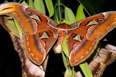 iki dev atlas moth yetiştirme yeşil bırakın