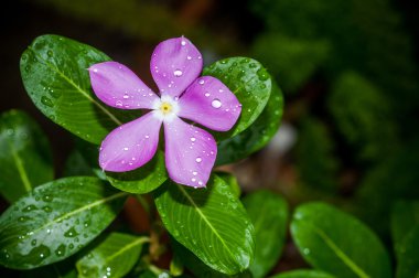 Su damlaları ile mor Vinca rosea