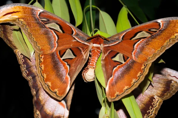 Två jätte atlas moth häckar på gröna lämna — Stockfoto