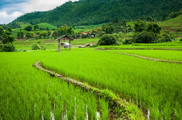 Campo de arroz fresco Terraço no fundo da montanha — Fotografia de Stock