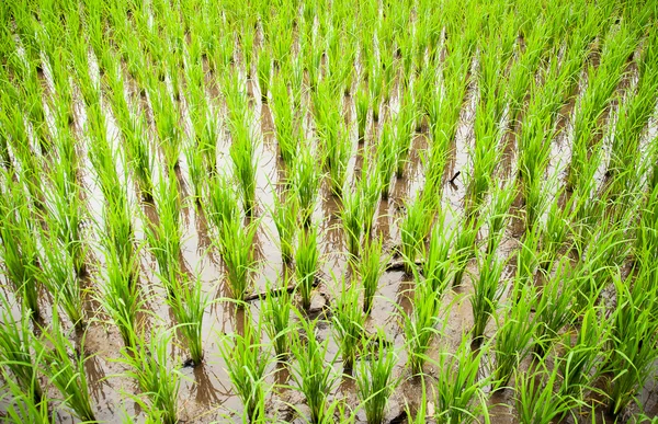 Zielony świeży ryżowe pole — Zdjęcie stockowe