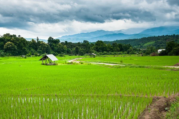 Terraço campo de arroz no fundo da montanha — Fotografia de Stock
