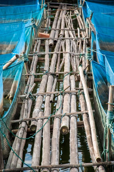 Bamboo pathway and blue net of Nile tilapia Fish farms — Stock Photo, Image