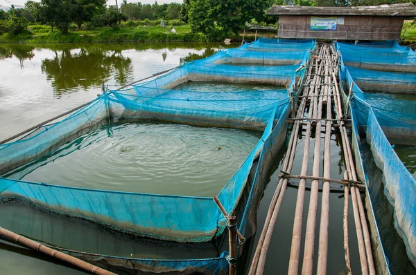 Niltilapia-Fischfarmen mit blauem Netz und Bambuspfad lizenzfreie Stockbilder