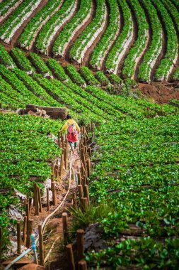 Doi Ang Khang, Chiang Mai, çilek ekimi bir çiftçi,