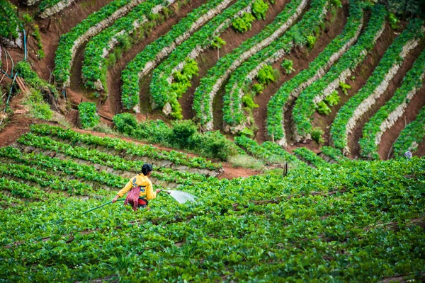 Un granjero regando una fresa en la plantación de fresas en Doi A —  Fotos de Stock