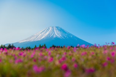 Dağ Fuji pembe moss sakura veya cher bulanık ön plan ile