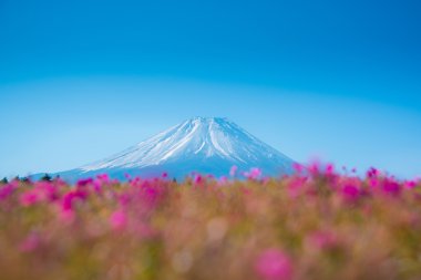 Dağ Fuji pembe moss sakura veya cher bulanık ön plan ile