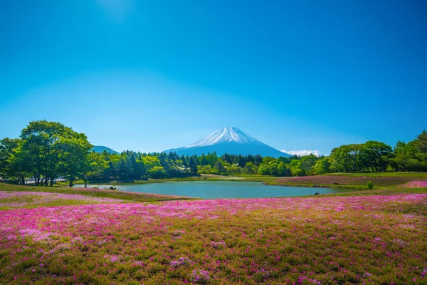 Câmpul de mușchi roz din Sakura sau flori de cireșe în Japonia Shibazak — Fotografie, imagine de stoc