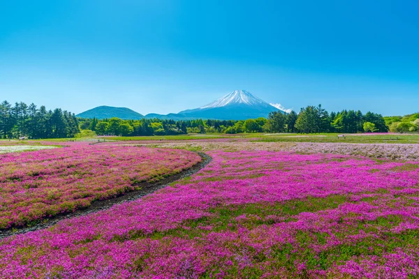 Kiraz çiçeği Japonya Shibazakura Festivali w renkli alan