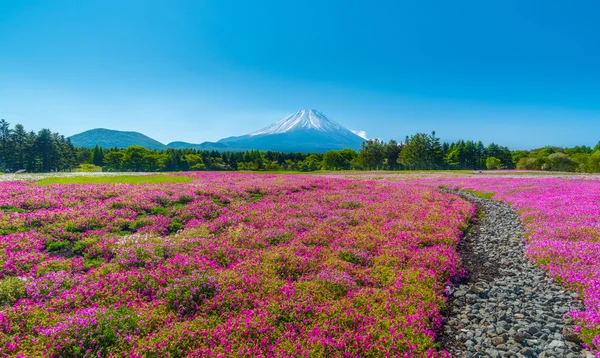 Campo de flor de cerezo en Japón Shibazakura Festival con montaje — Foto de Stock