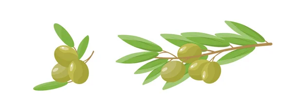 Zweige Mit Oliven Auf Einem Isolierten Hintergrund Vektorillustration Flachen Stil — Stockvektor