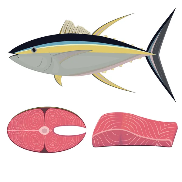 Thunfisch im Schnitt, farbvektorisolierte Illustration — Stockvektor