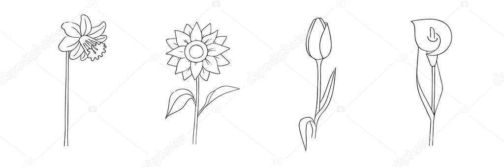 Hand-drawn flowers set. Narcissus, sunflower, tulip, calla lily. Simple botanical sketch collection, line, floral drawing, minimalism. Doodle style.Isolated on a white background.Vector illustration.