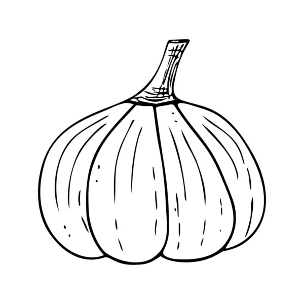 Labu Doodle Dekorasi Halloween Gourd Yang Digambar Dengan Tangan Makanan - Stok Vektor