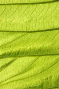 Dipterocarpaceae yaprak yeşil